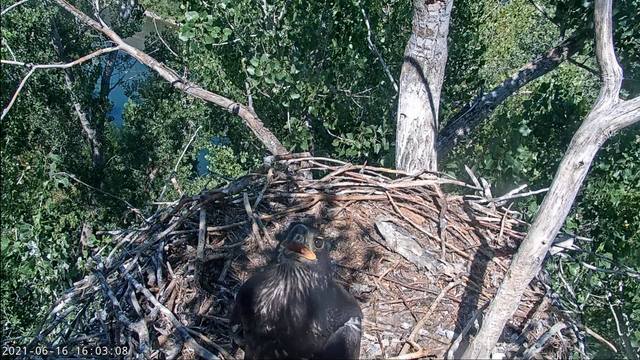 Redding, CA Bald Eagle Cam 34851898_m