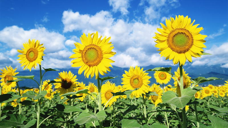 Suncokreti-sunflowers - Page 2 34946720_m