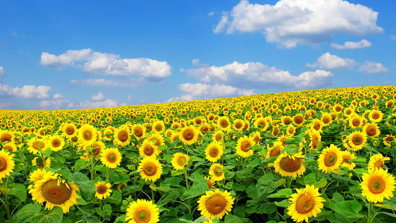 Suncokreti-sunflowers - Page 3 34946726_m