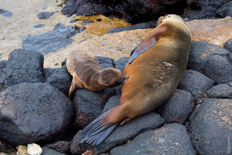 Galapagos - Page 6 35110757_m