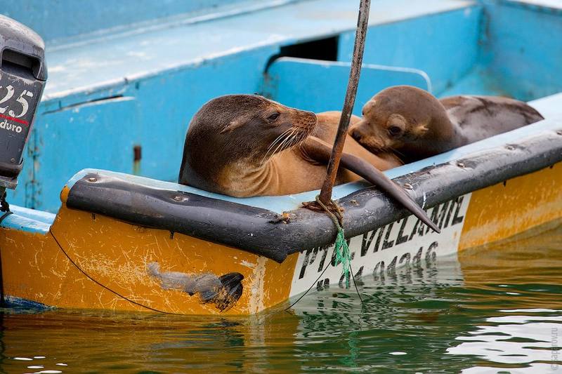 Galapagos - Page 6 35110762_m