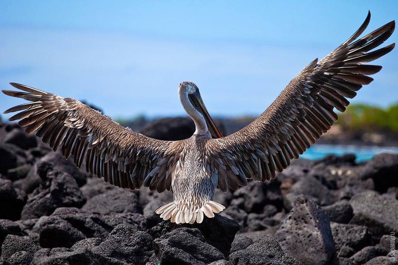 Galapagos - Page 6 35110764_m