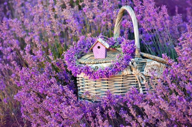 Lavanda (za) u kući 35504293_m