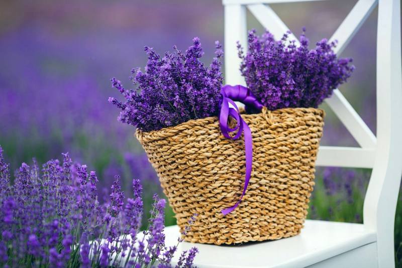 Lavanda (za) u kući 35504294_m