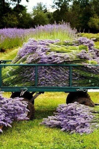 Lavanda (za) u kući - Page 2 35823707_m