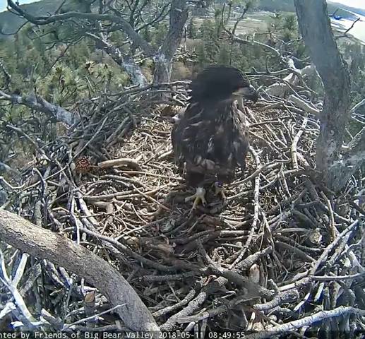 Big Bear Bald Eagle Nest Cam - Page 5 36181813_m