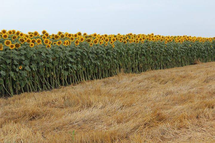 Suncokreti-sunflowers - Page 6 36382839_m