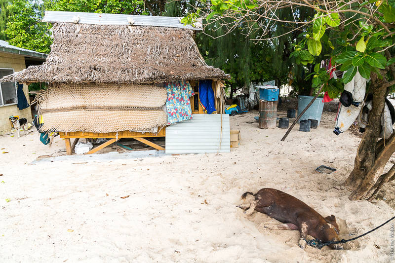 Kiribati - Page 2 36535017_m