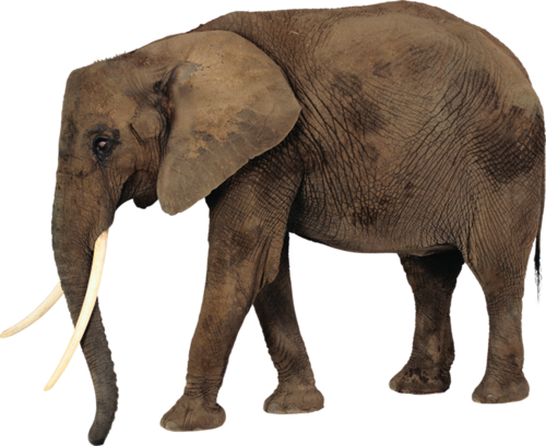 Zoo ClipArt - Page 32 38380355_m