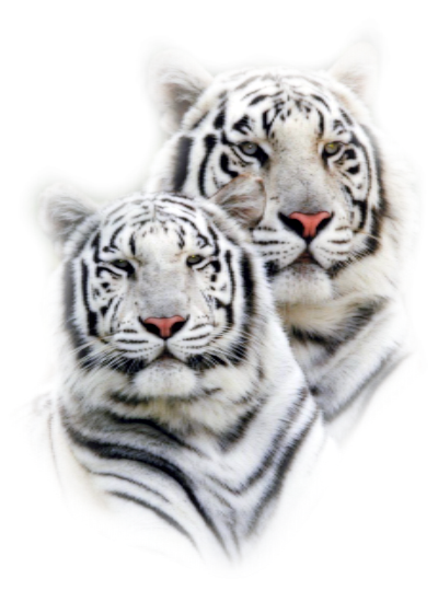 Zoo ClipArt - Page 27 38380478_m