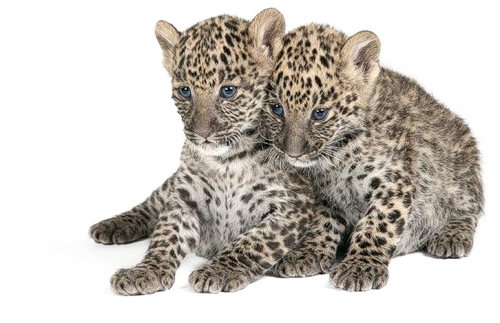 Zoo ClipArt - Page 23 38380506_m