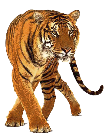 Zoo ClipArt - Page 20 38380542_m