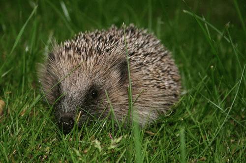 12 loài vật cực khôn trong cạnh tranh sinh tồn Images2053281_European_hedgehog