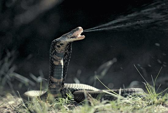 12 loài vật cực khôn trong cạnh tranh sinh tồn Images2053288_spitting_cobra