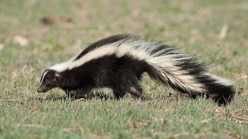 12 loài vật cực khôn trong cạnh tranh sinh tồn Images2053303_Striped_Skunk