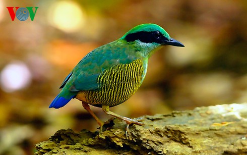 Ảnh những loài chim đẹp, quý hiếm của Việt Nam Chim_vn_1__hnik