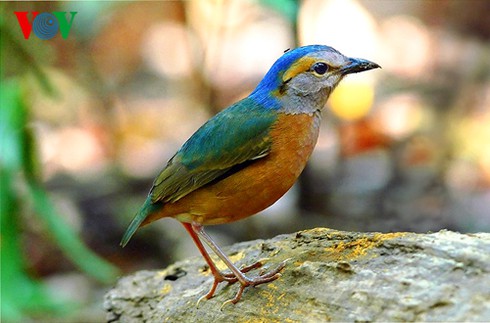 Ảnh những loài chim đẹp, quý hiếm của Việt Nam Chim_vn_2__eelt