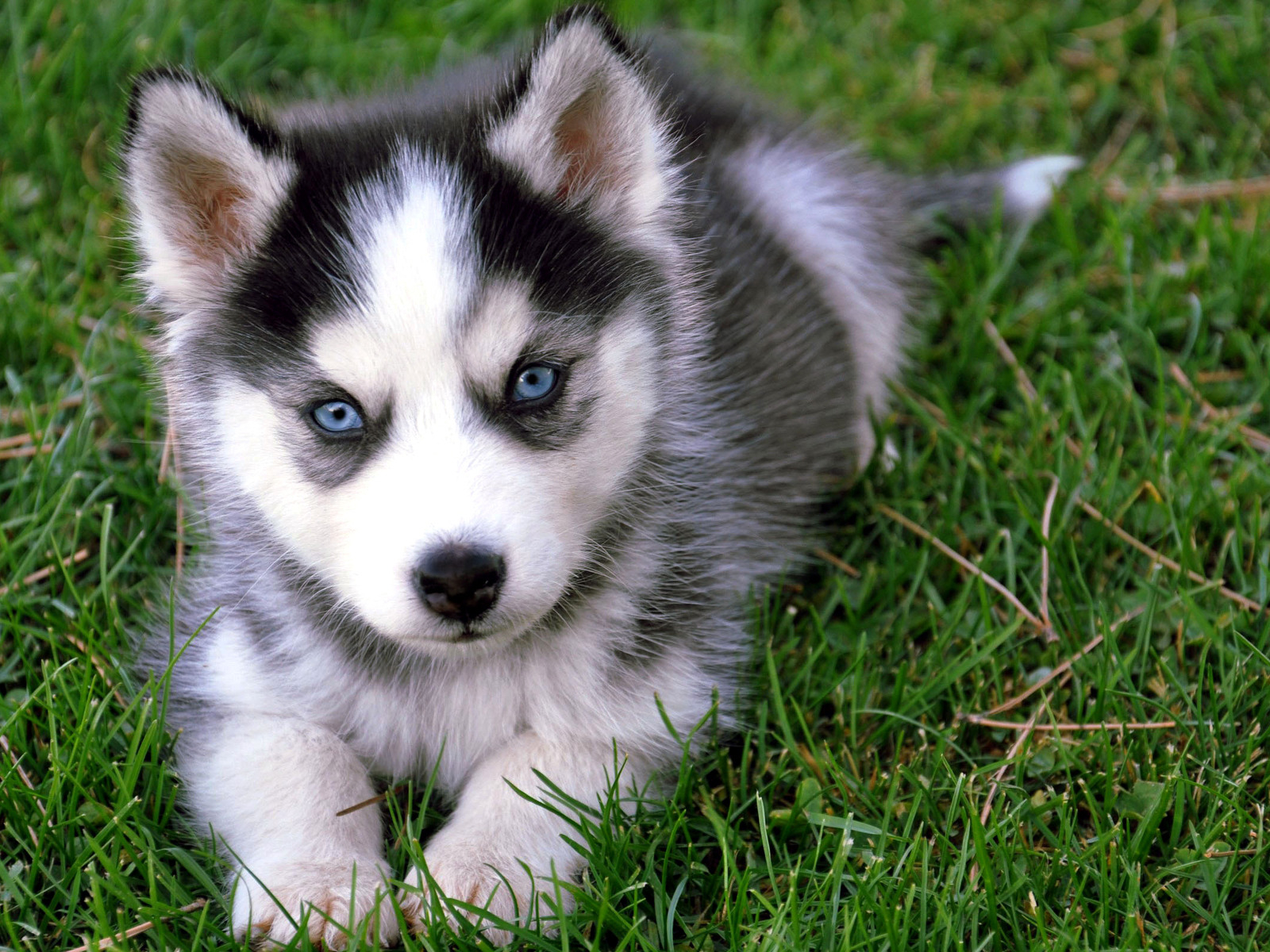 Zagadki - konkurs! Siberian_Husky_puppy-1-