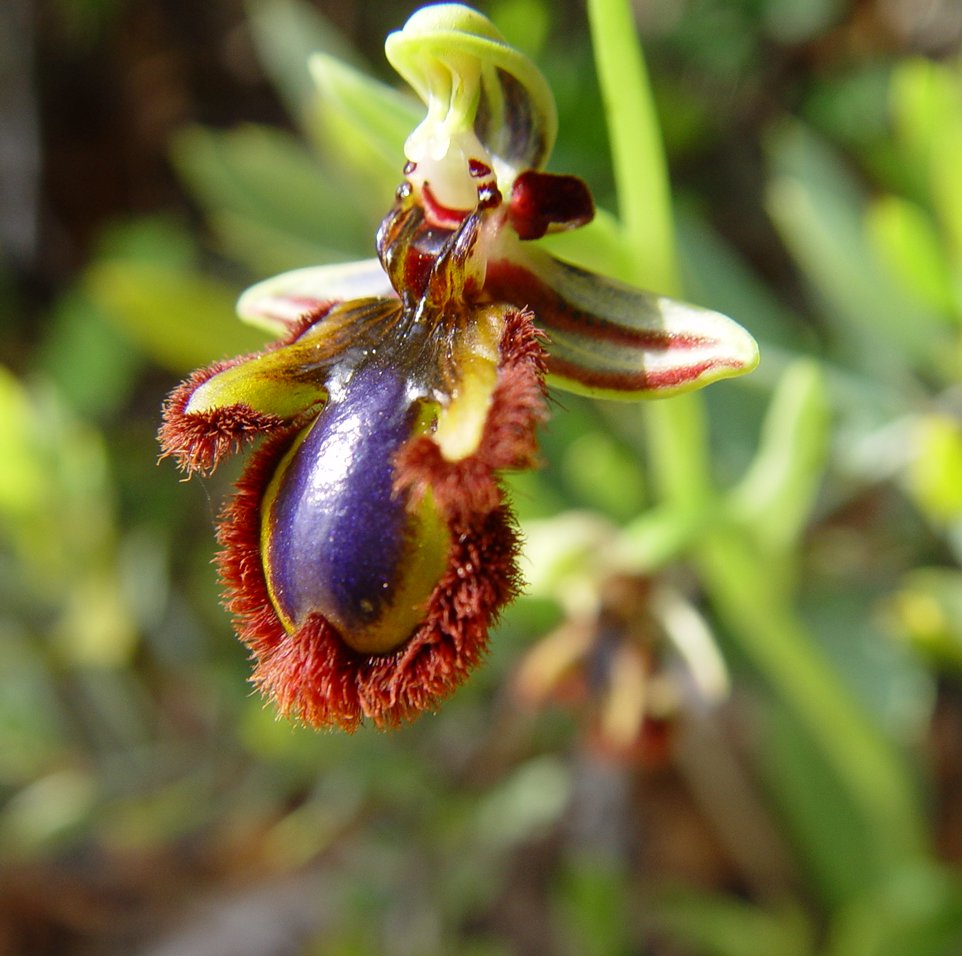 Fleurs,....fruit,.....tout ce qui se mange,...se boit....ou qui vient de la nature.......... - Page 35 Ophrys_speculumJPG