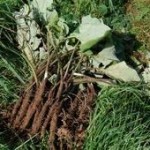 List of herbs Burdock_Root