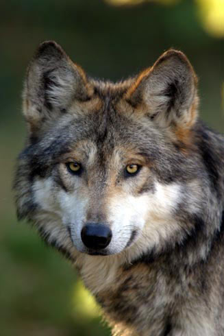 Seriw - Will do quick. Mexican-Wolf-2-large-detail