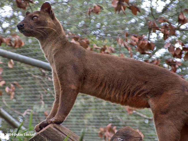 الفوسـا..حيوان الفوسا..حيوان خطير.نبذه عن حيوان الفوسا.صور حيوان الفوسا.حيوانات نادره  Captive_Fossa_Tana