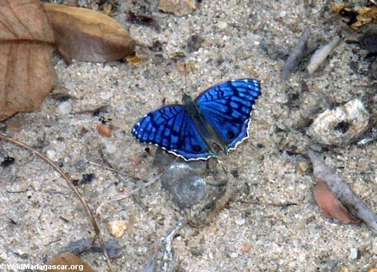 بعض الاساطير اليابانية Blue_butterfly_kirindy_1