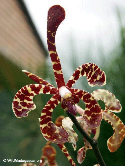 اغرب الزهرة  Orchid