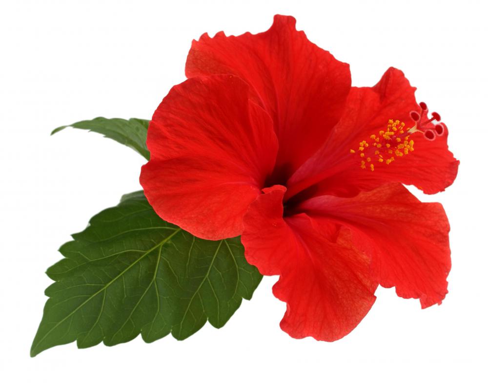 Fave flower - Página 17 Hibiscus-flower-bloom