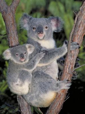 Petit Bac (animaux) Anonymous-Koala-Bears-227394