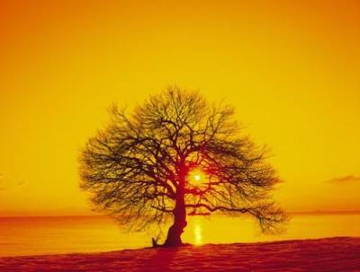  اجمل صور مختارة Anonymous-Tree-Sunset-232184