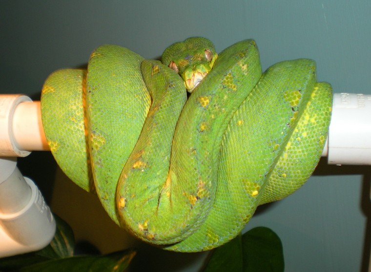 False green tree vipers E2b26382420bcebb6b1c24eae7657db22fcd56af