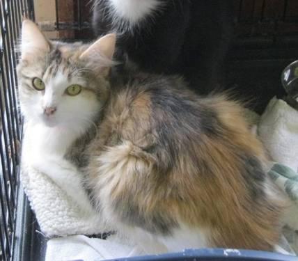 Dappledkit of Thunderclan  Calico-minx-medium-adult-female---cat-americanlisted_31314193