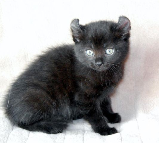 Batflight of Skyclan Very-unique-tica-registered-highlander-kittens-americanlisted_35797551