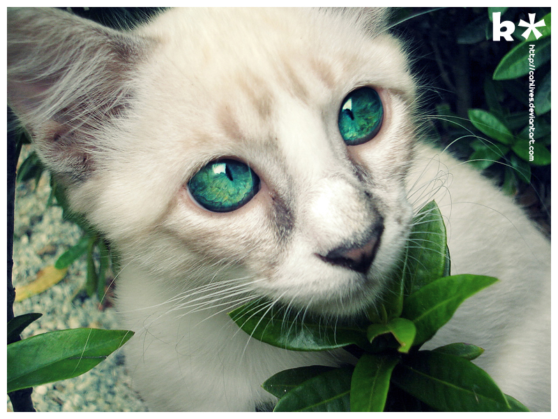 Quatschecke - Seite 35 Cat-Green-Eyes-cats-1128757_800_600