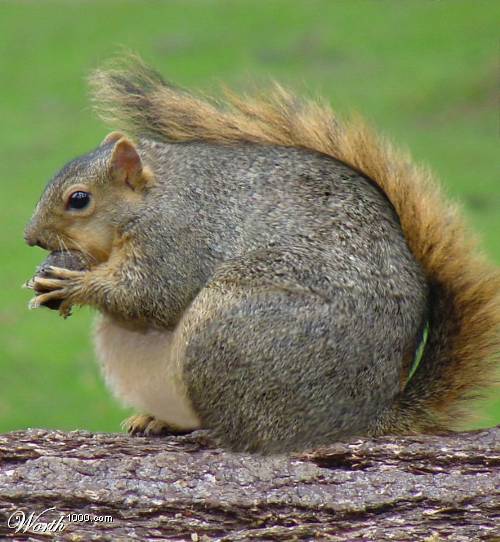 Squirrels Fat-Squirrel-squirrels-855818_500_542