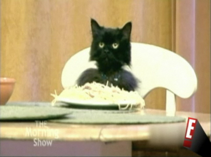 postee su foto WTF! Cat-Eating-Spaghetti-the-soup-2218061-419-312