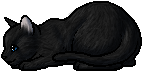 Die WindClan-Chroniken Crowfeather.kit