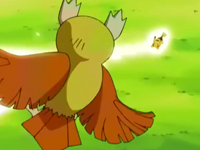 Youngster Albert EP264_Noctowl_esquivando_impactrueno