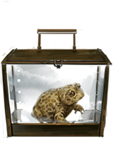 - prices of animals Natterjack_Toad