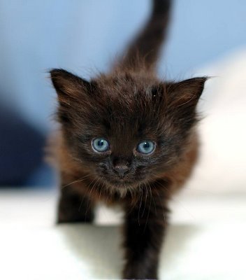Bekijkt profiel - Darkkit* Black-kitten-2