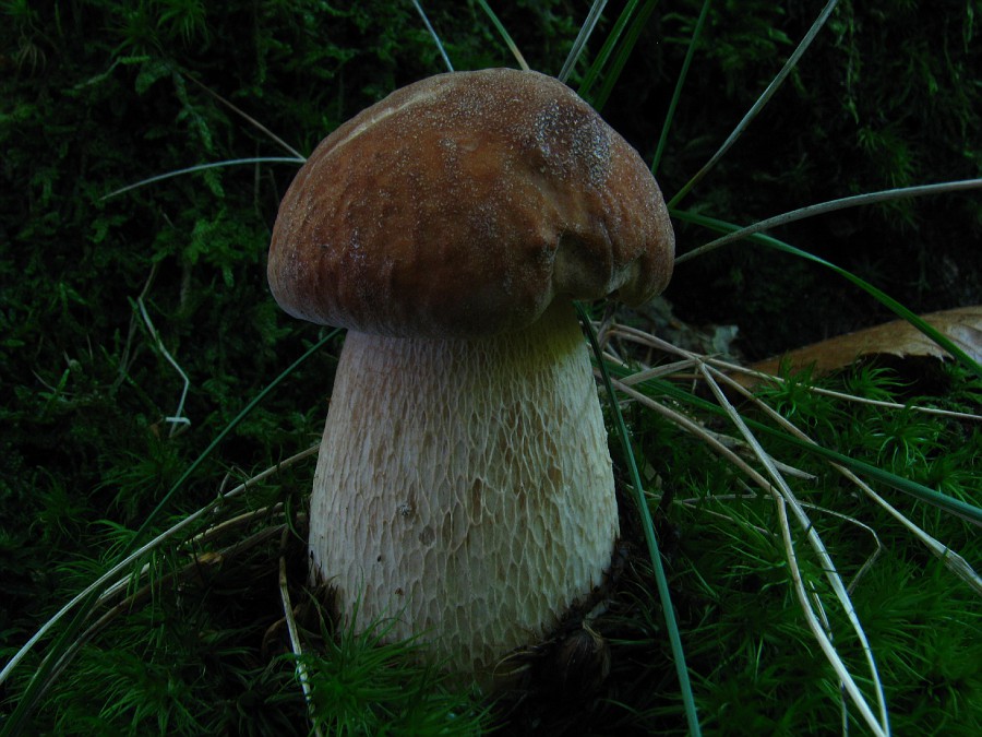 Boletus edulis ??? IMG_6443-vi