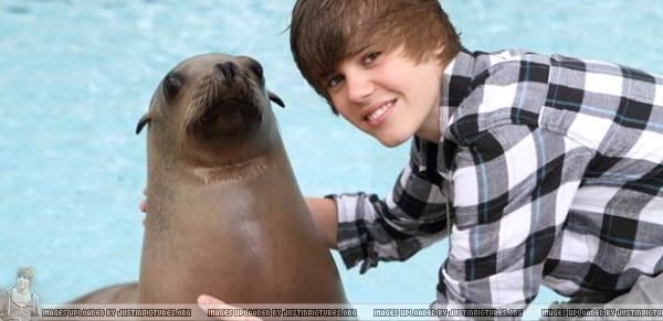 Window stuck JBieber-and-a-seal-justin-bieber-10114350-600-291