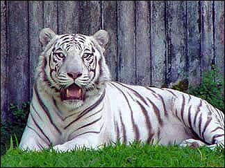 Hospital de las Hadas White-Tigers-white-tiger-11948666-324-243