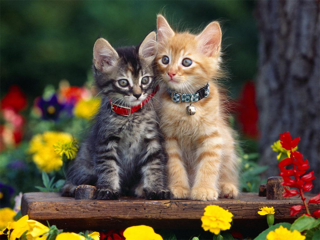 صور قطط كيوت ... عسولة  Kitten-Wallpaper-1024x768-cats-12251034-1024-768