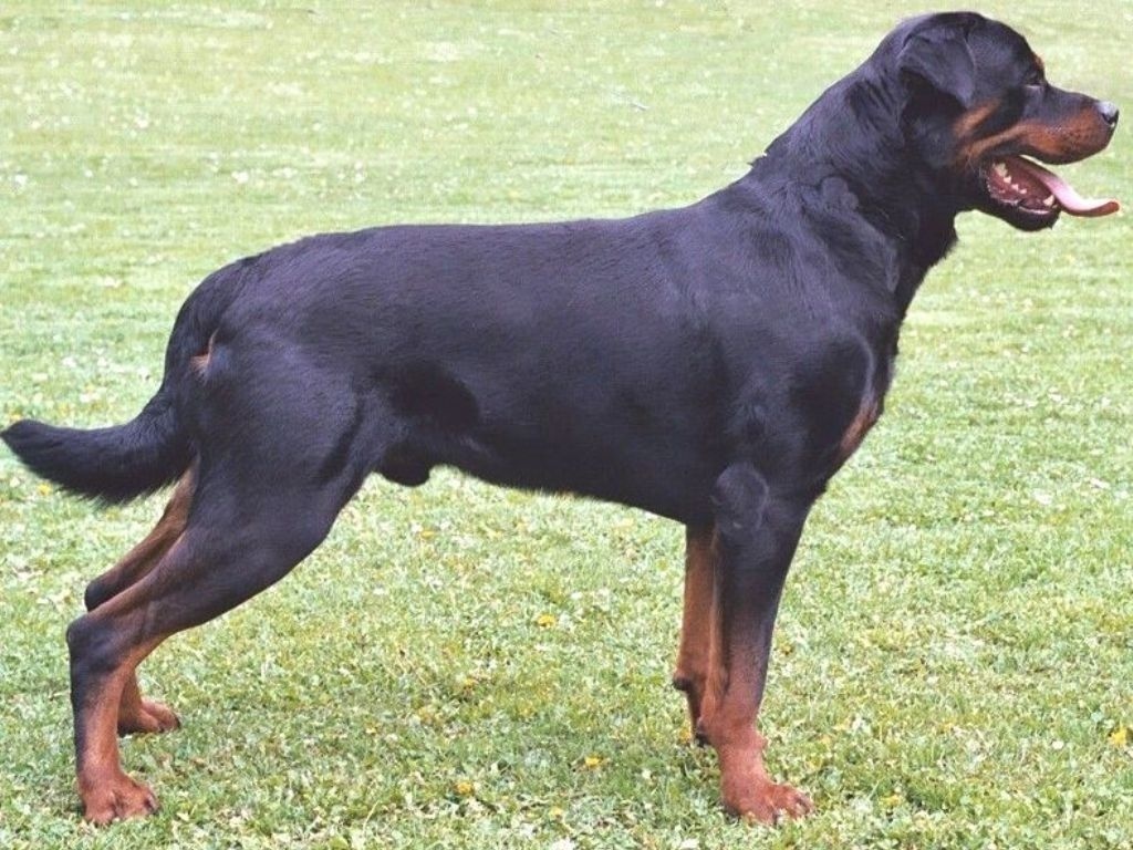 Post pictures of your PETS here! Beautiful-Rottweiler-rottweiler-13379033-1024-768