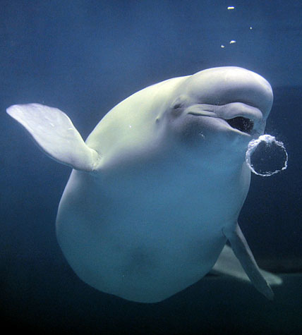 Singing Whale Sounds 8Hrs, for Deep Relaxation, Sleep or Stress Relief Beluga-Whales-beluga-whales-3197199-428-475