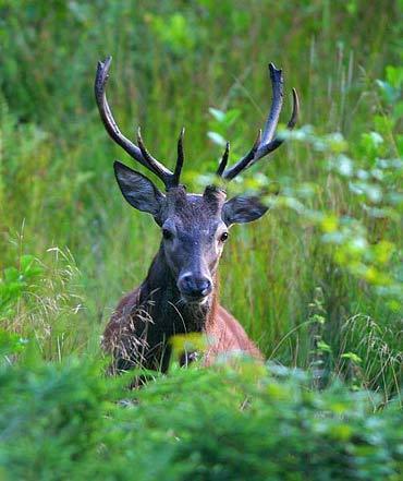 صور الغزال جميلة Deers-deer-3417176-370-441