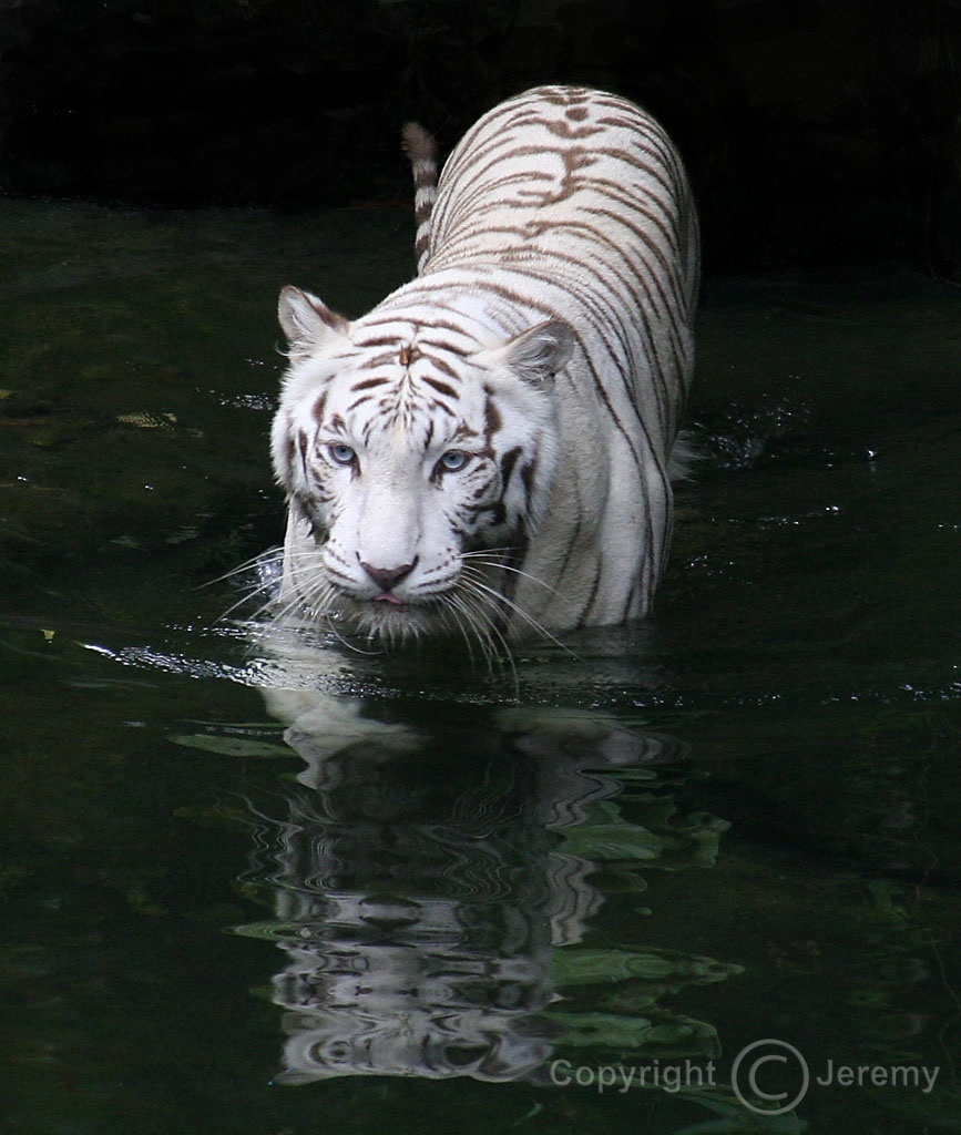 white tiger White-Tiger-wild-animals-4249803-867-1024