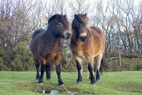 Cheval : l'Exmoor Exmoor-ponies-exmoor-pony-4605126-500-333